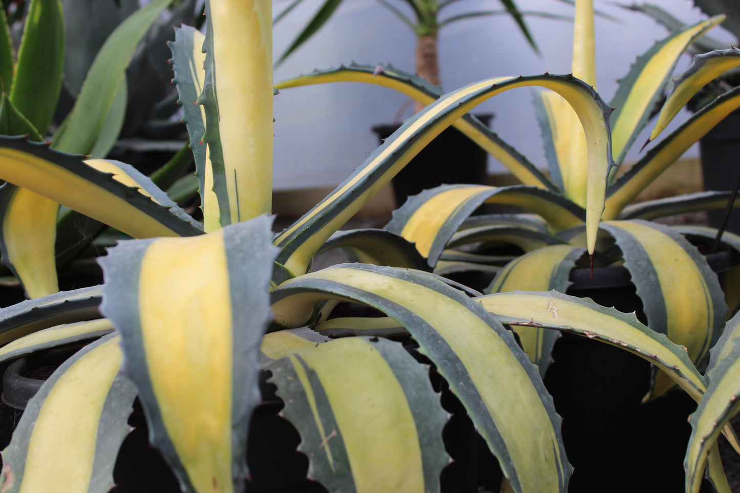Agave Medio-picta