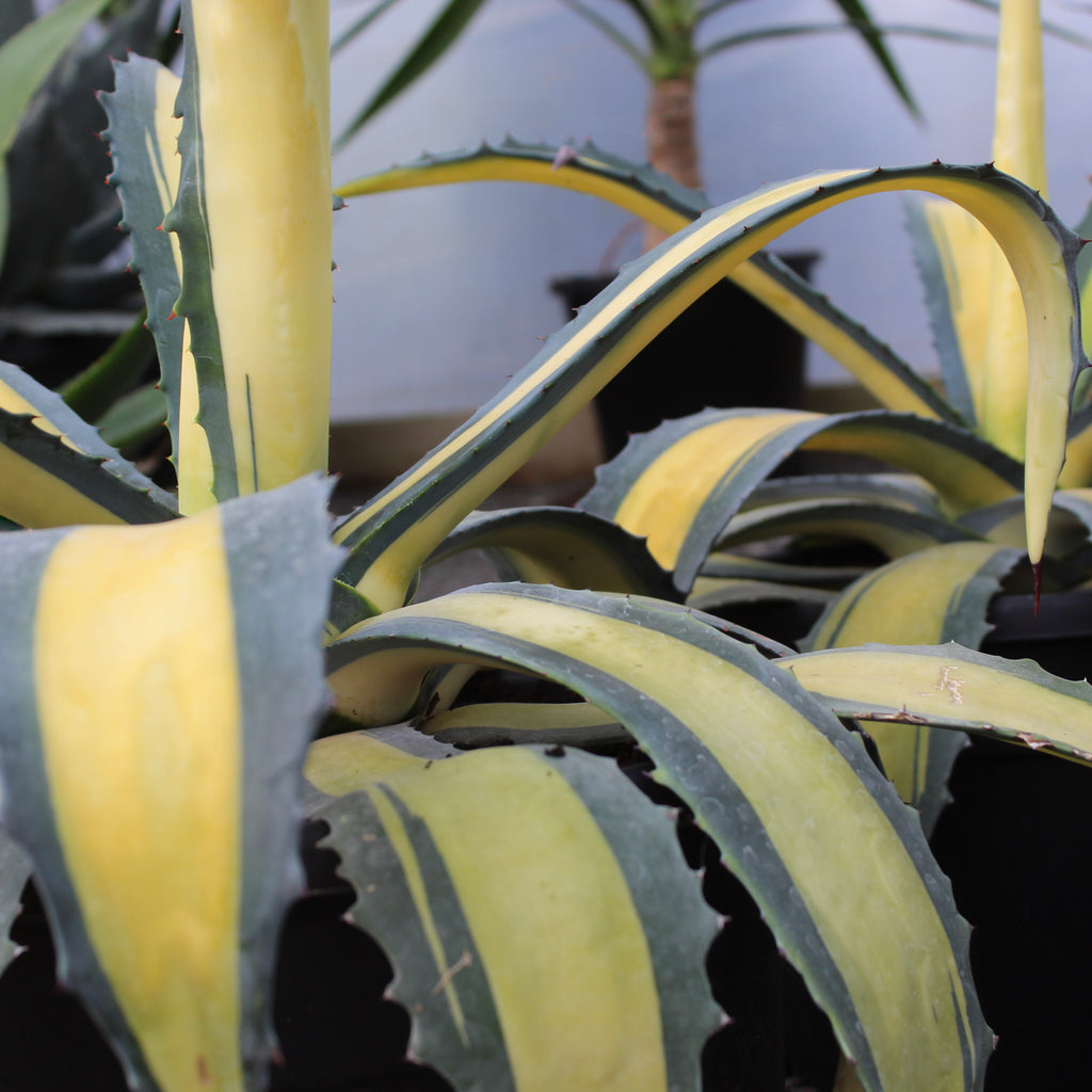 Agave Medio-picta Image