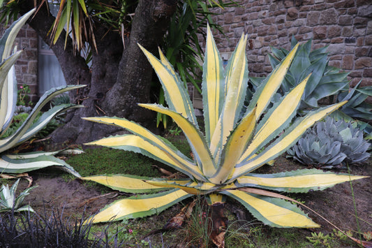 Agave Medio-picta 4