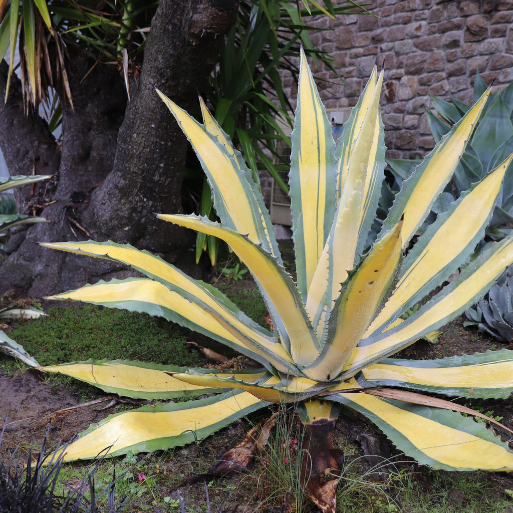 Agave Medio-picta Image