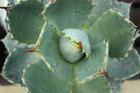 Agave Tecta 1