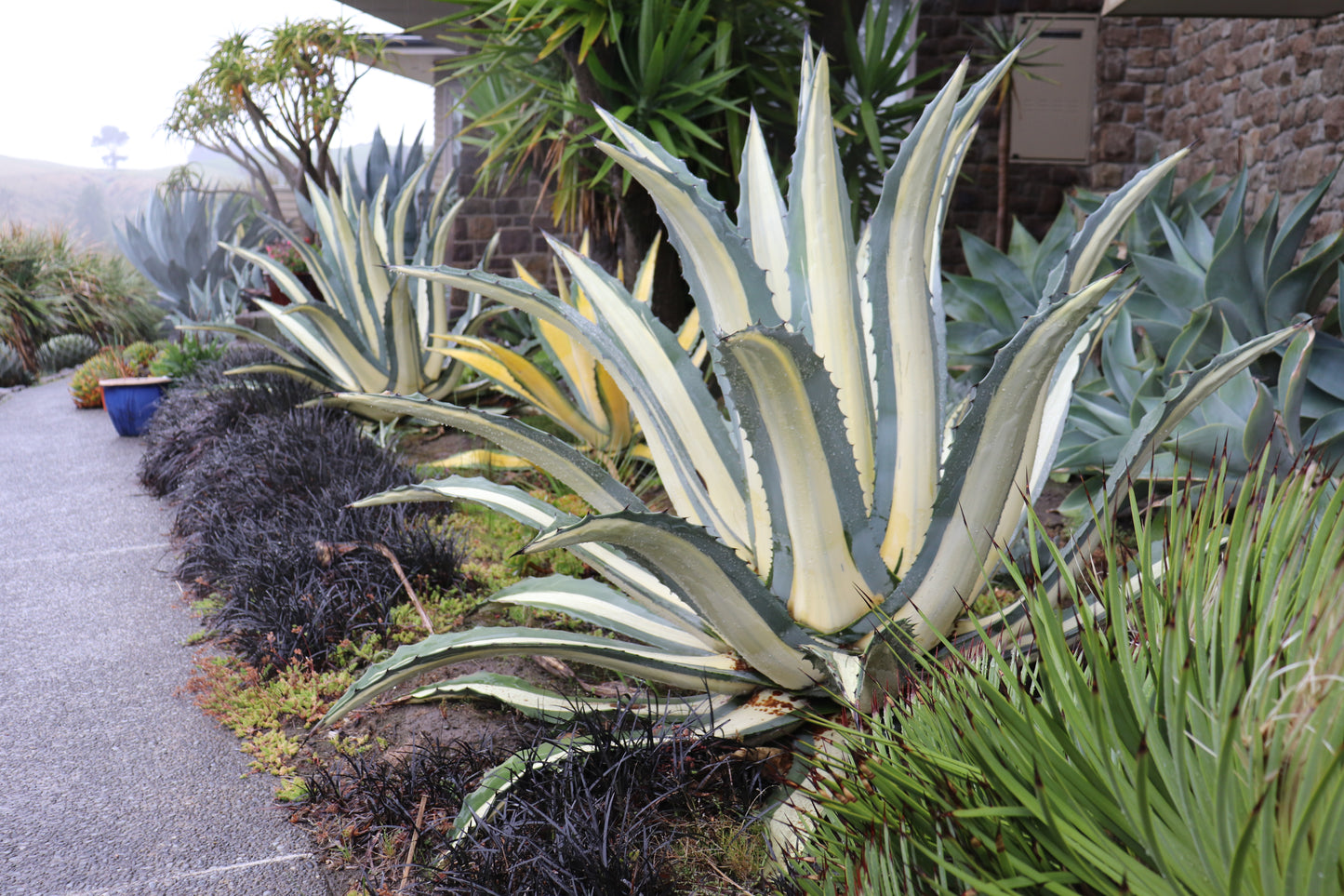 Agave albo-picta 3