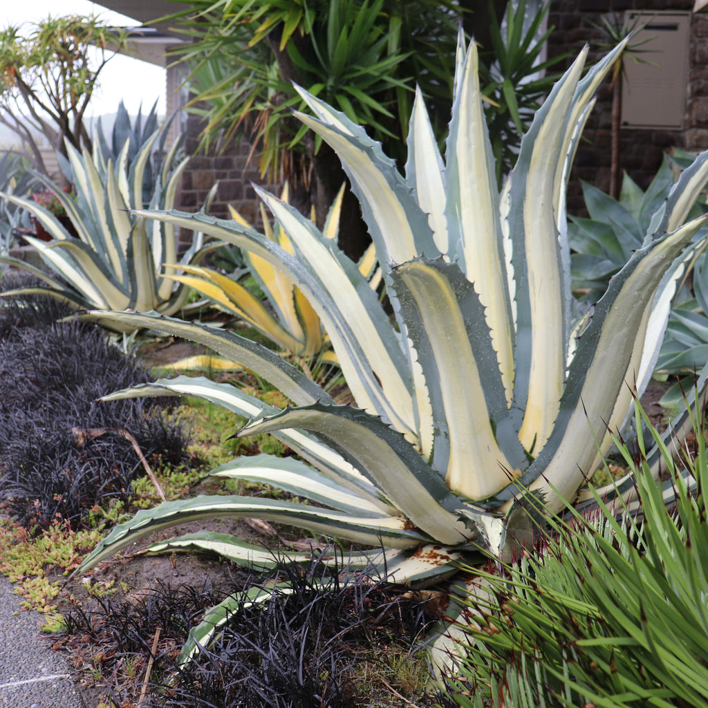 Agave albo-picta Image