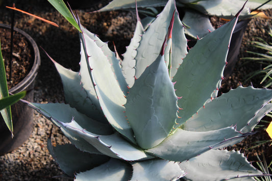 Agave applanata