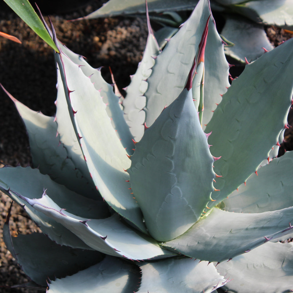 Agave applanata Image