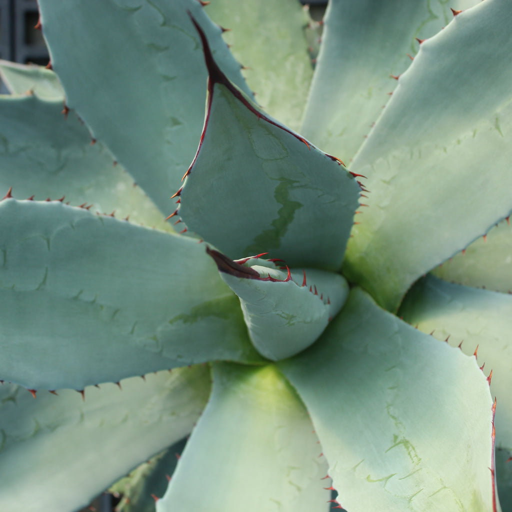Agave applanata Image