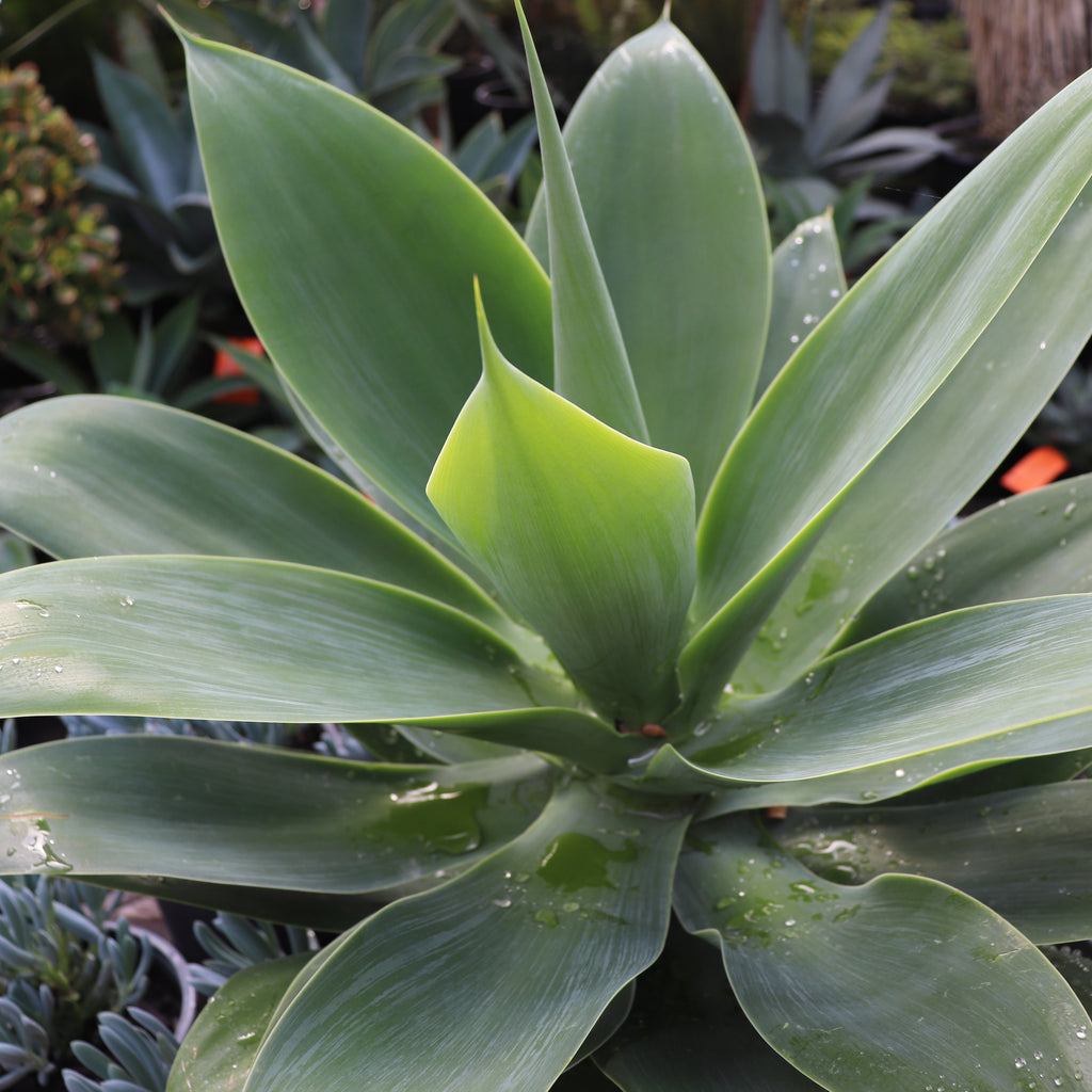 Agave attenuata Image
