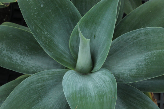 Agave attenuata Boutins Blue.