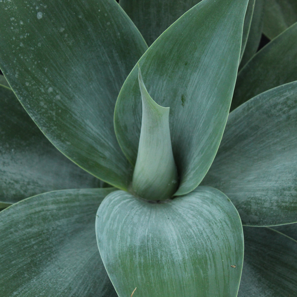 Agave attenuata Boutins Blue Image