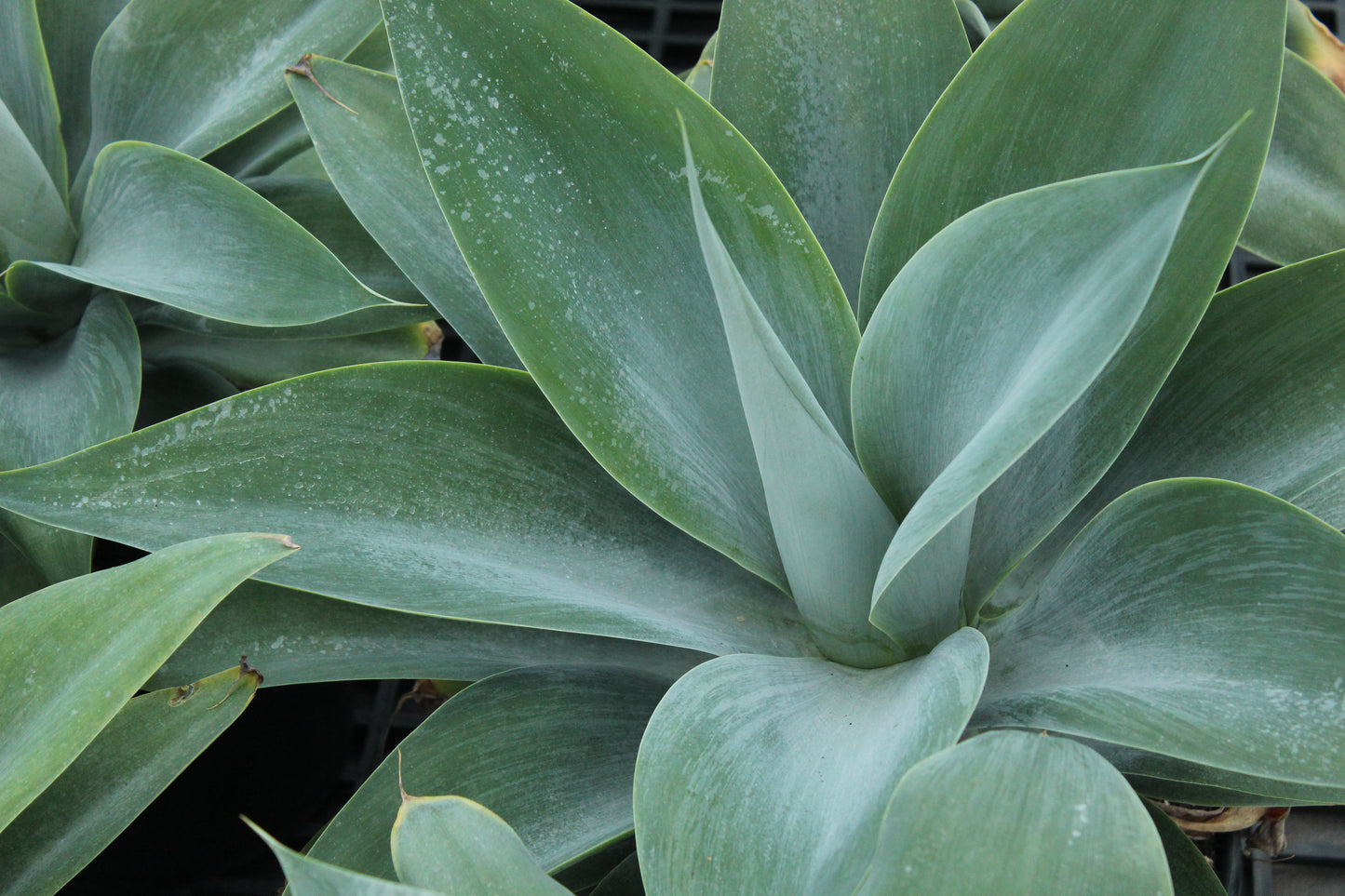 Agave attenuata Boutins Blue 2