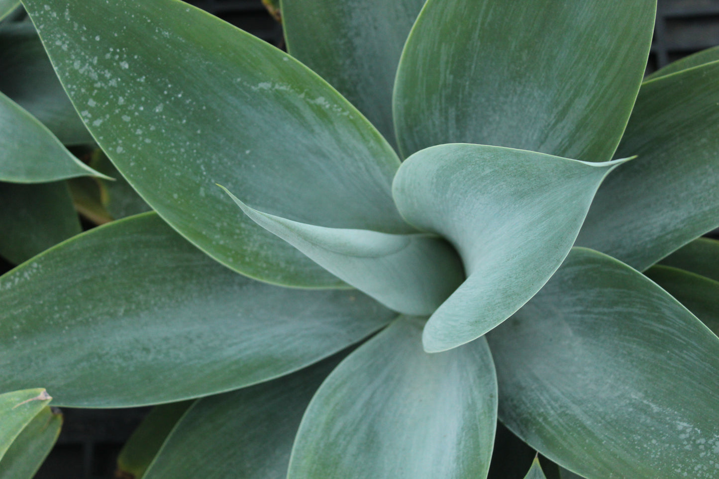 Agave attenuata Boutins Blue 3