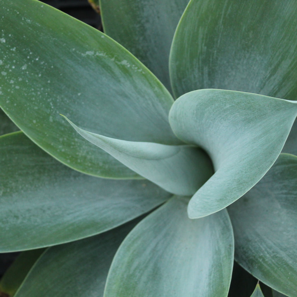 Agave attenuata Boutins Blue Image