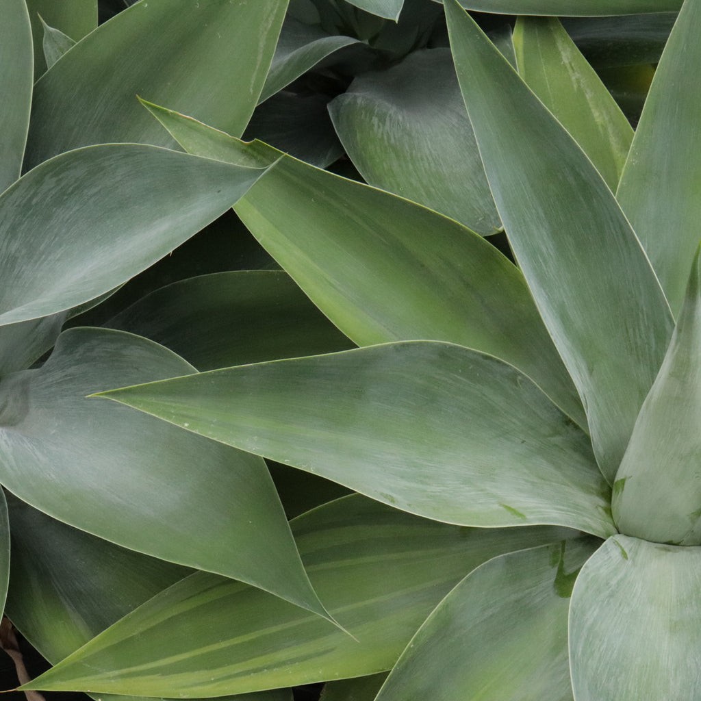 Agave attenuata Boutins Blue Image