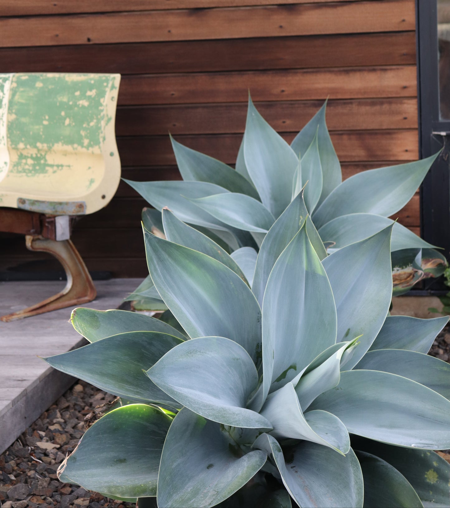 Agave attenuata Boutins Blue 5