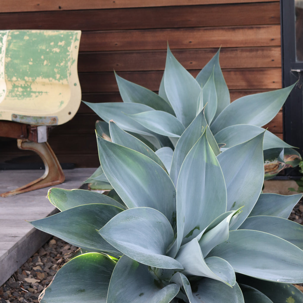 Agave attenuata Boutins Blue Image
