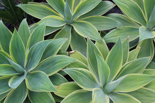 Agave attenuata variegata
