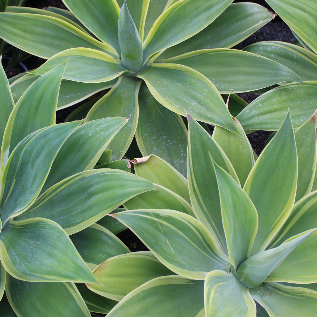 Agave attenuata variegata Image
