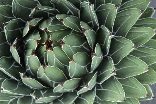 Agave ferdinandi-regis
