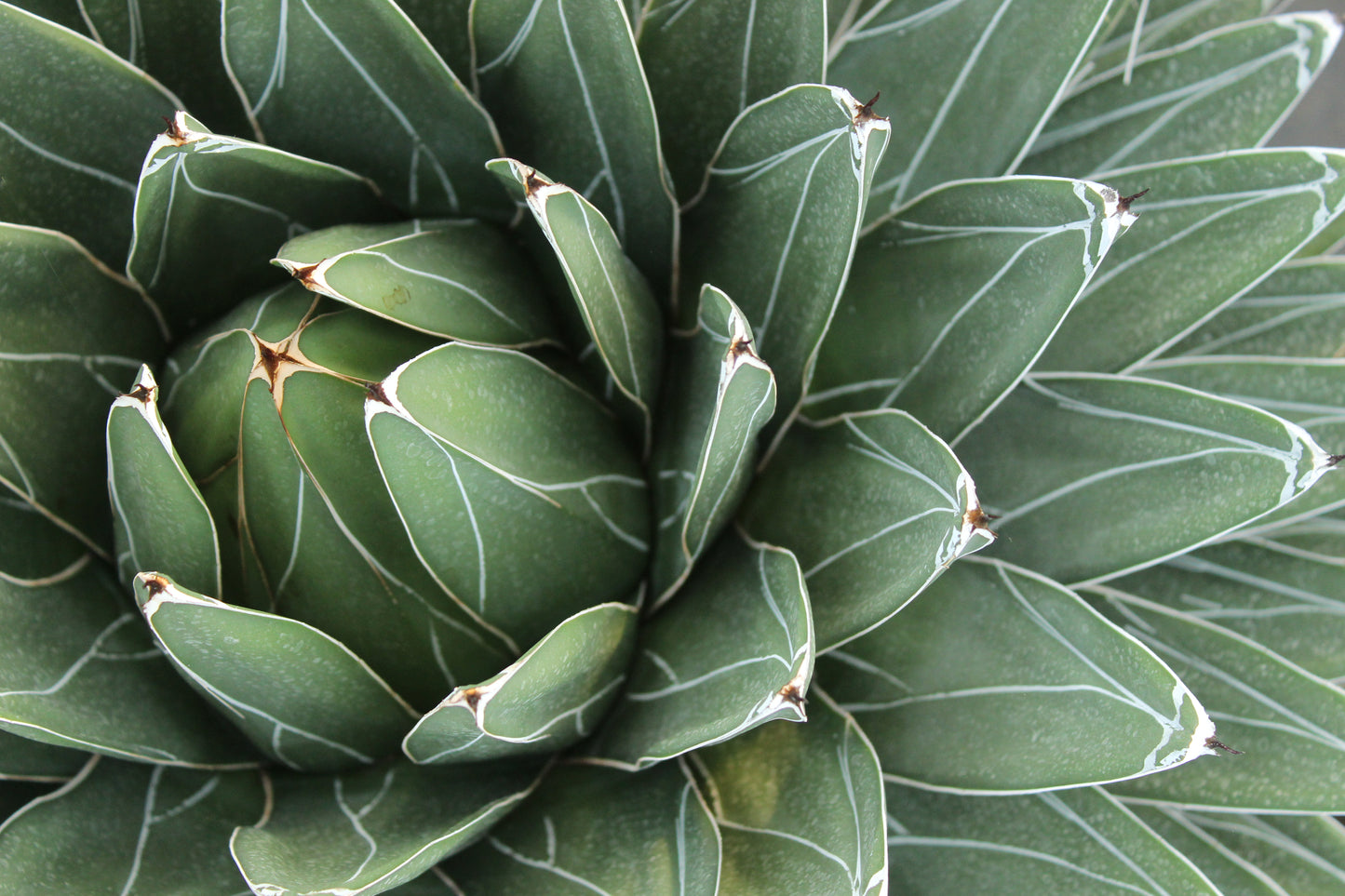 Agave ferdinandi-regis 3