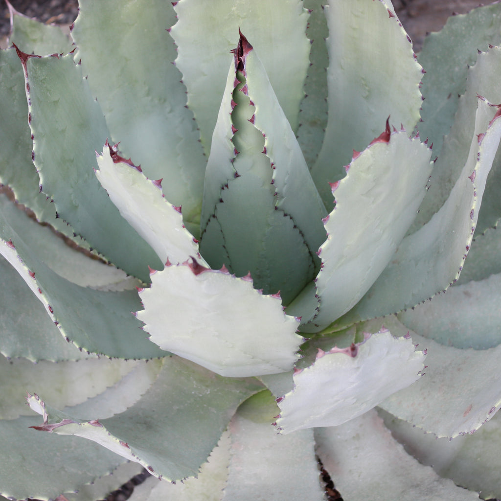 Agave guadalajarana Image