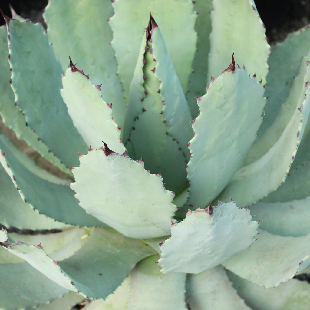 Agave guadalajarana Image