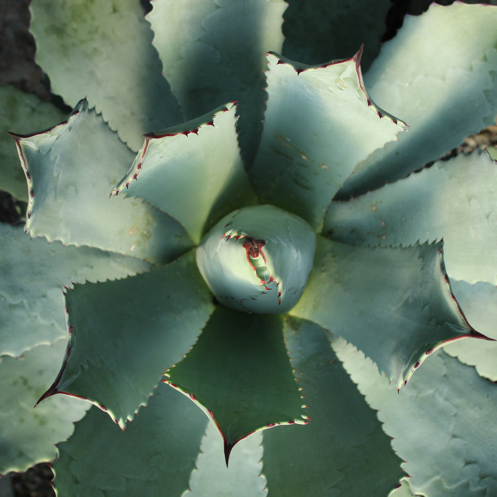 Agave guadalajarana Image