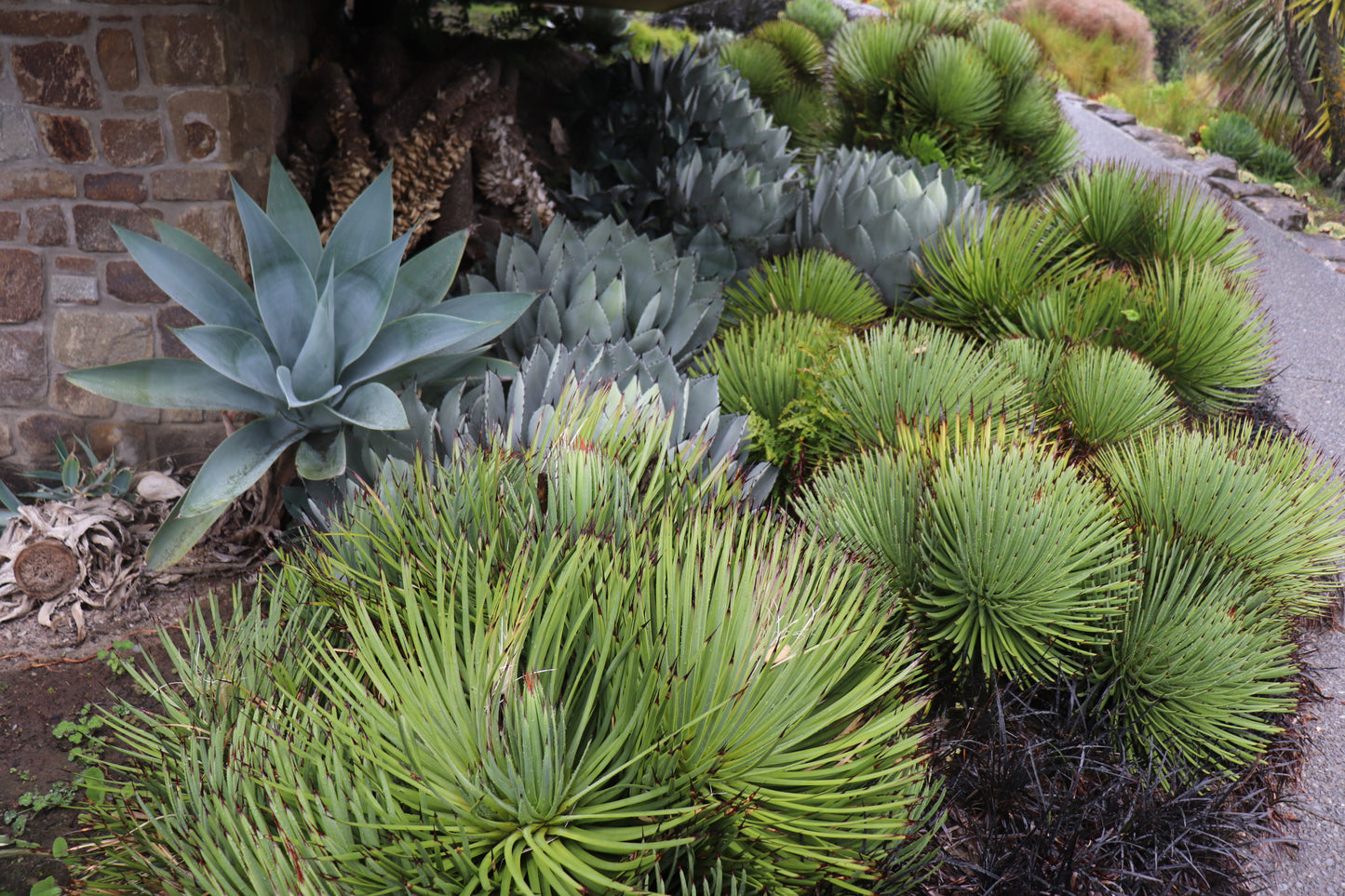Agave stricta 3