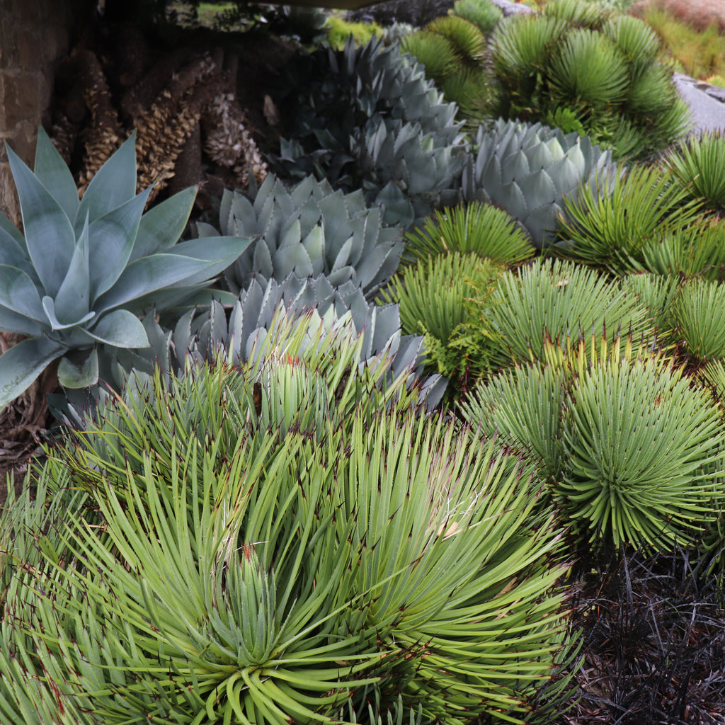 Agave stricta Image