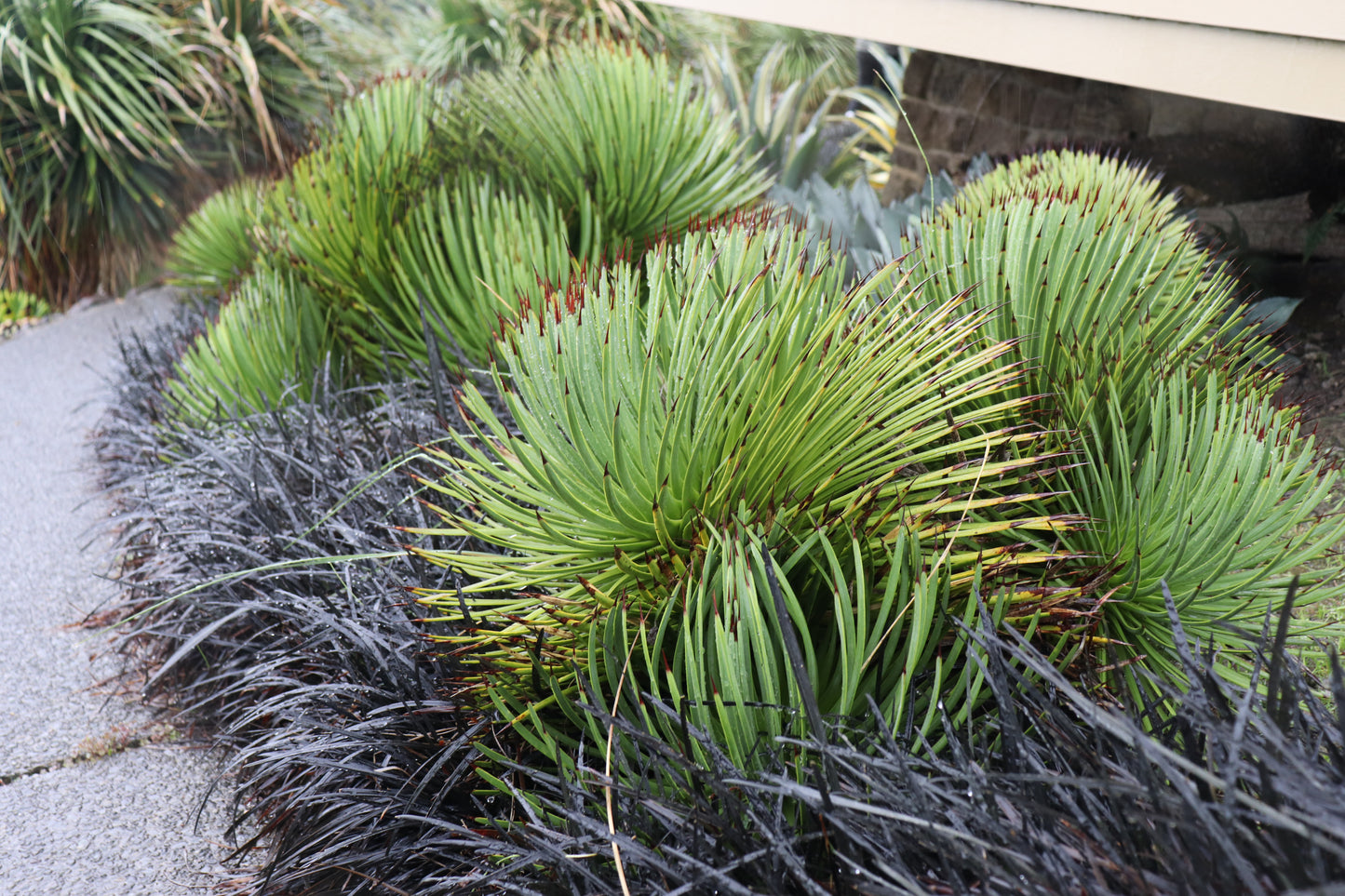 Agave stricta 4