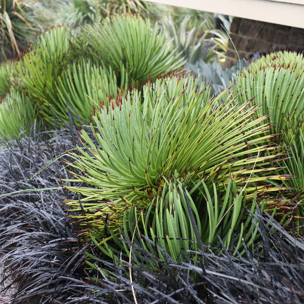 Agave stricta Image