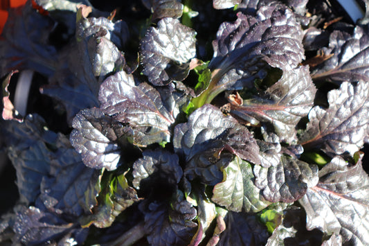 Ajuga Black Scallop