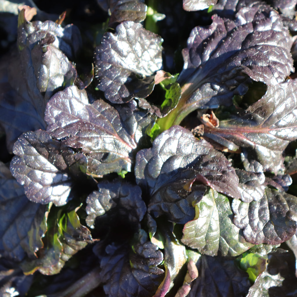 Ajuga Black Scallop Image