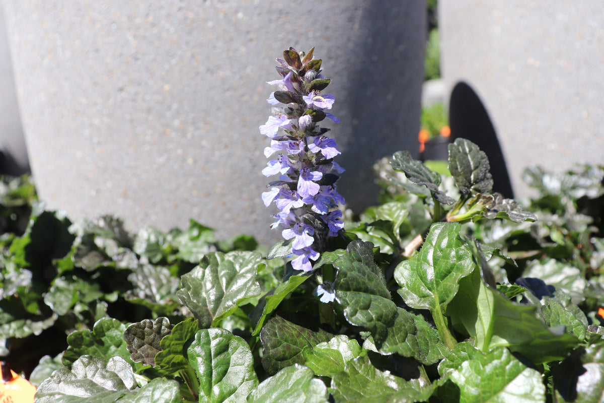 Ajuga Black Scallop 2