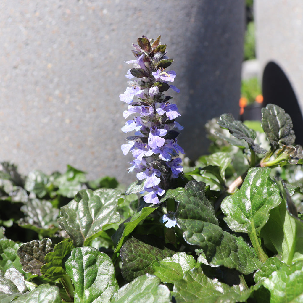 Ajuga Black Scallop Image