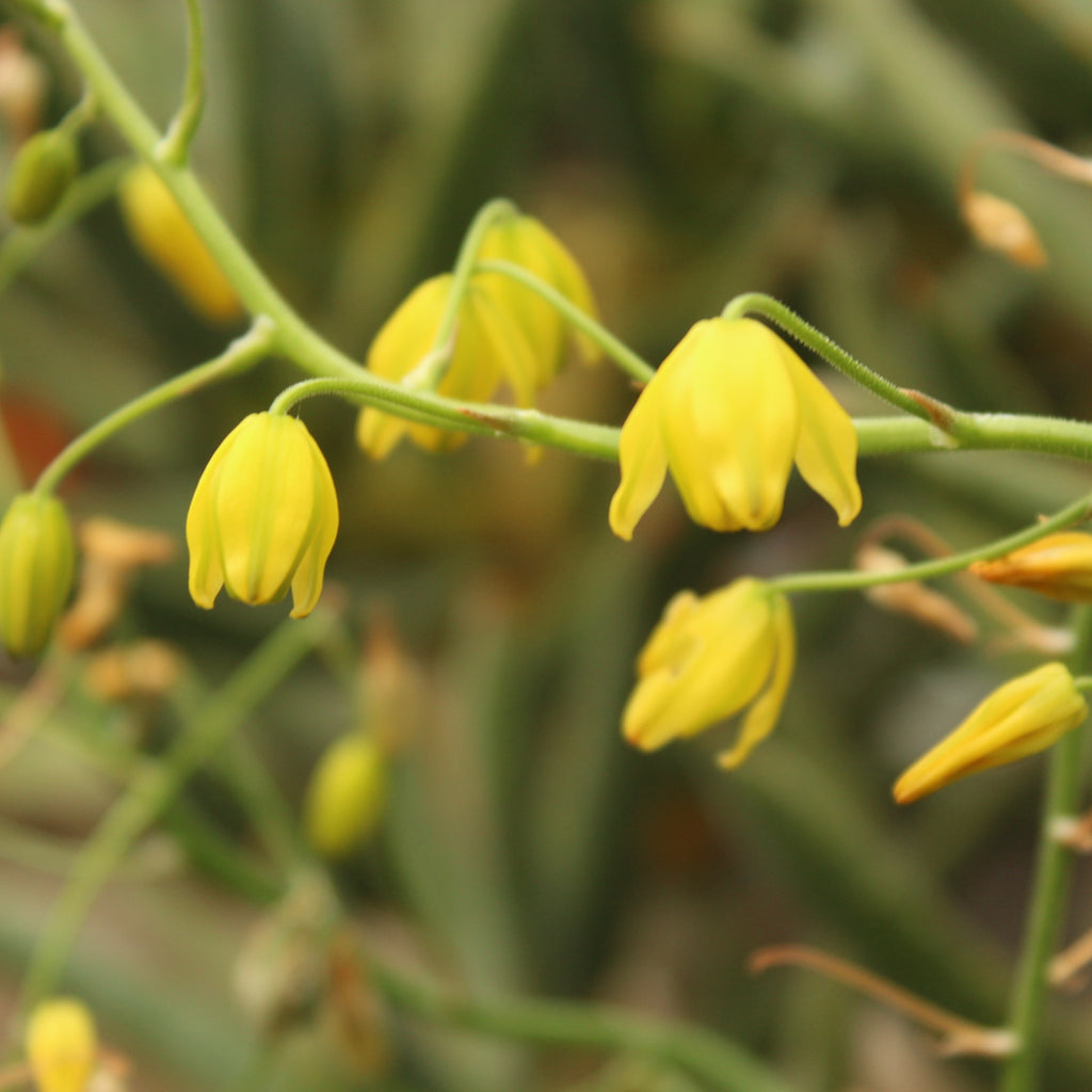 Albuca shawii Image
