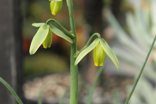 Albuca spiralis 2