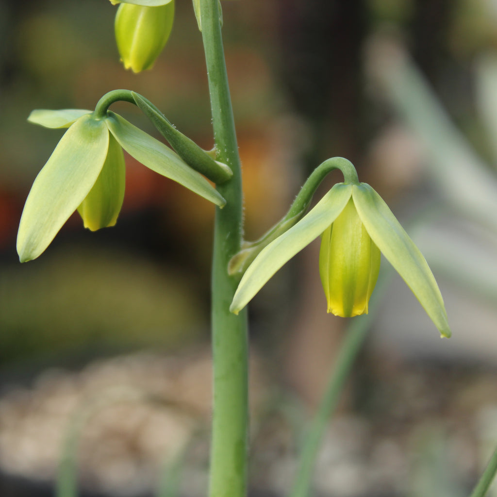 Albuca spiralis Image