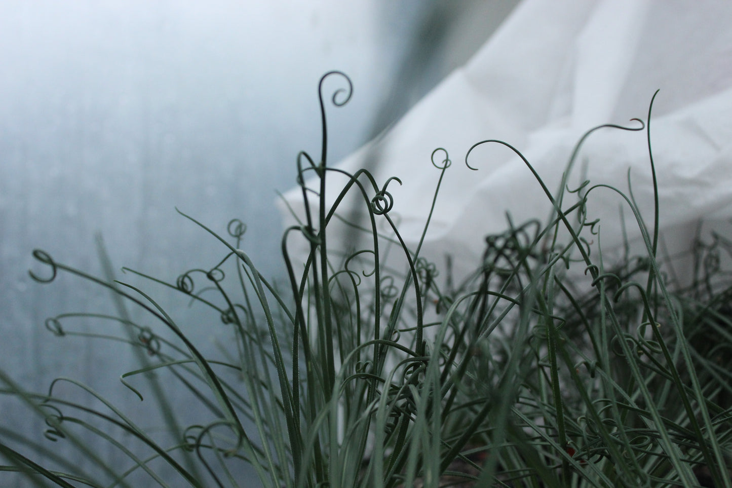 Albuca spiralis 3