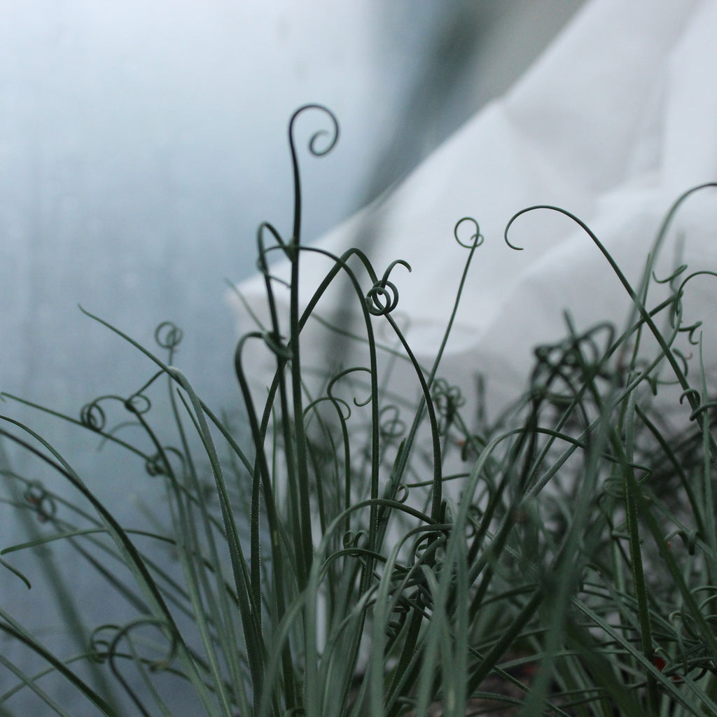 Albuca spiralis Image