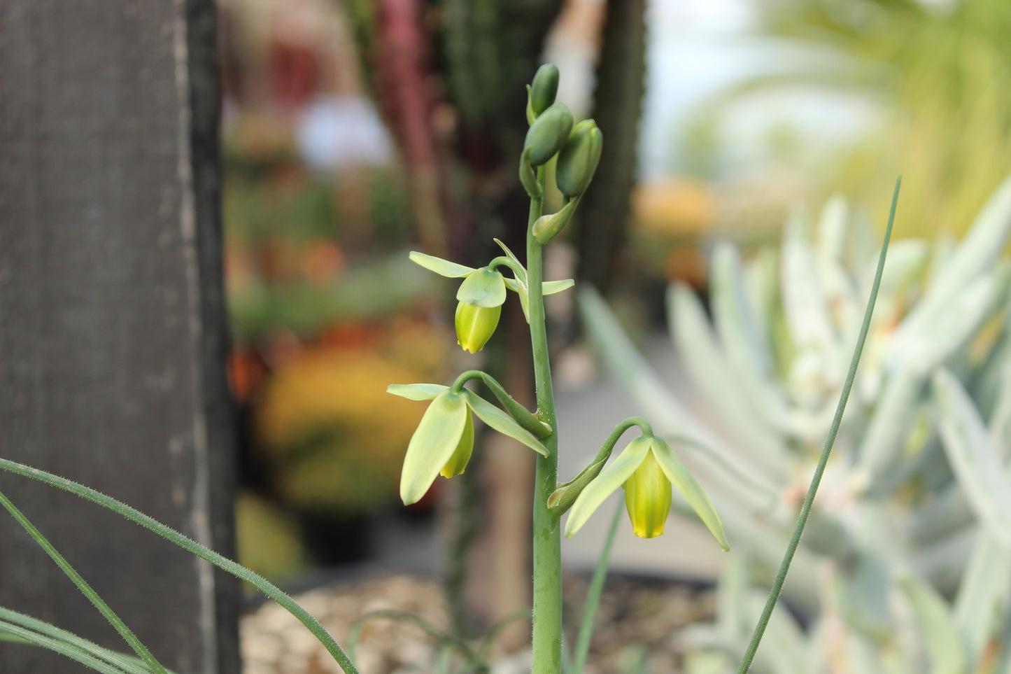 Albuca spiralis 4