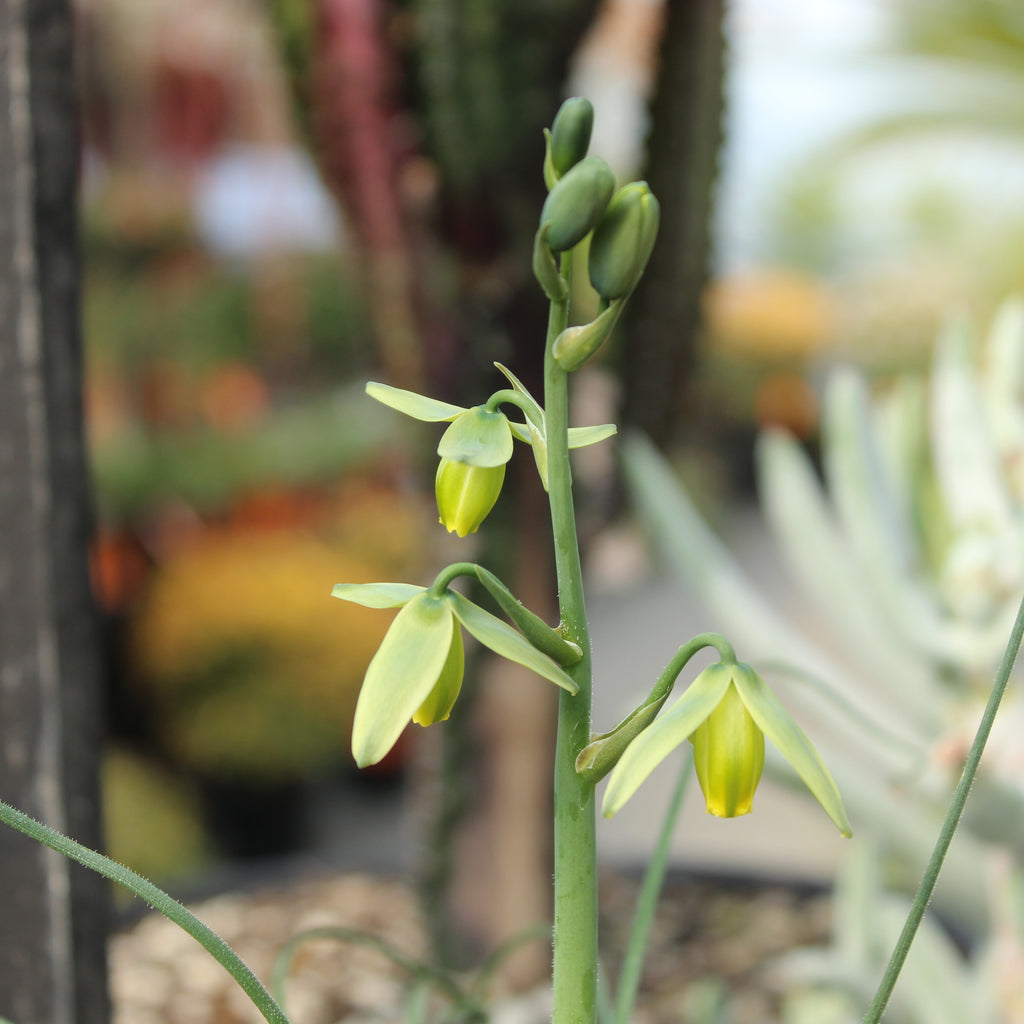 Albuca spiralis Image