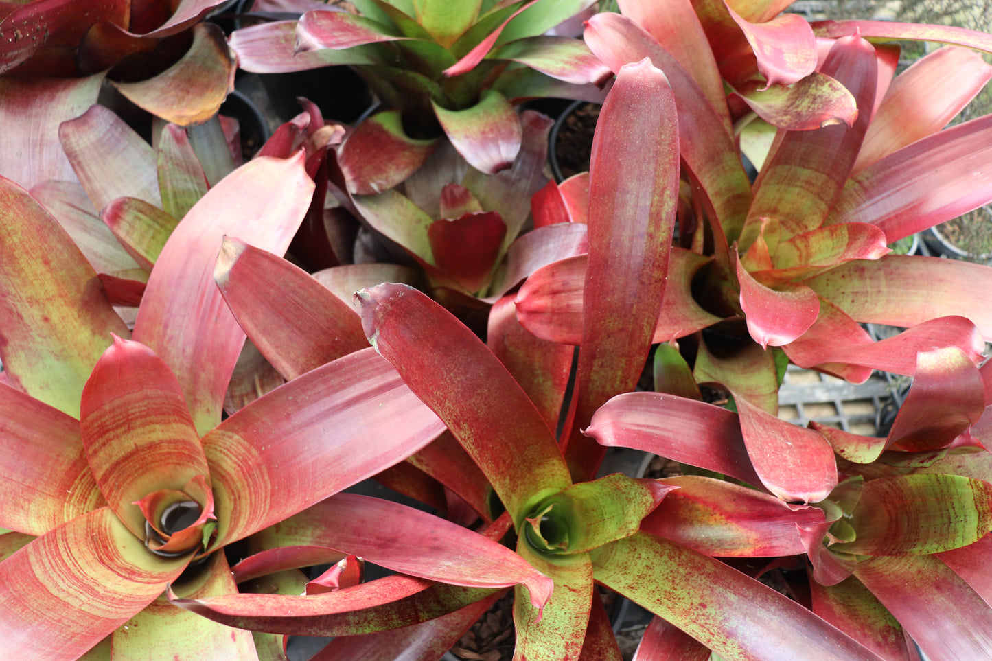 Alcantarea imperialis Rubra
