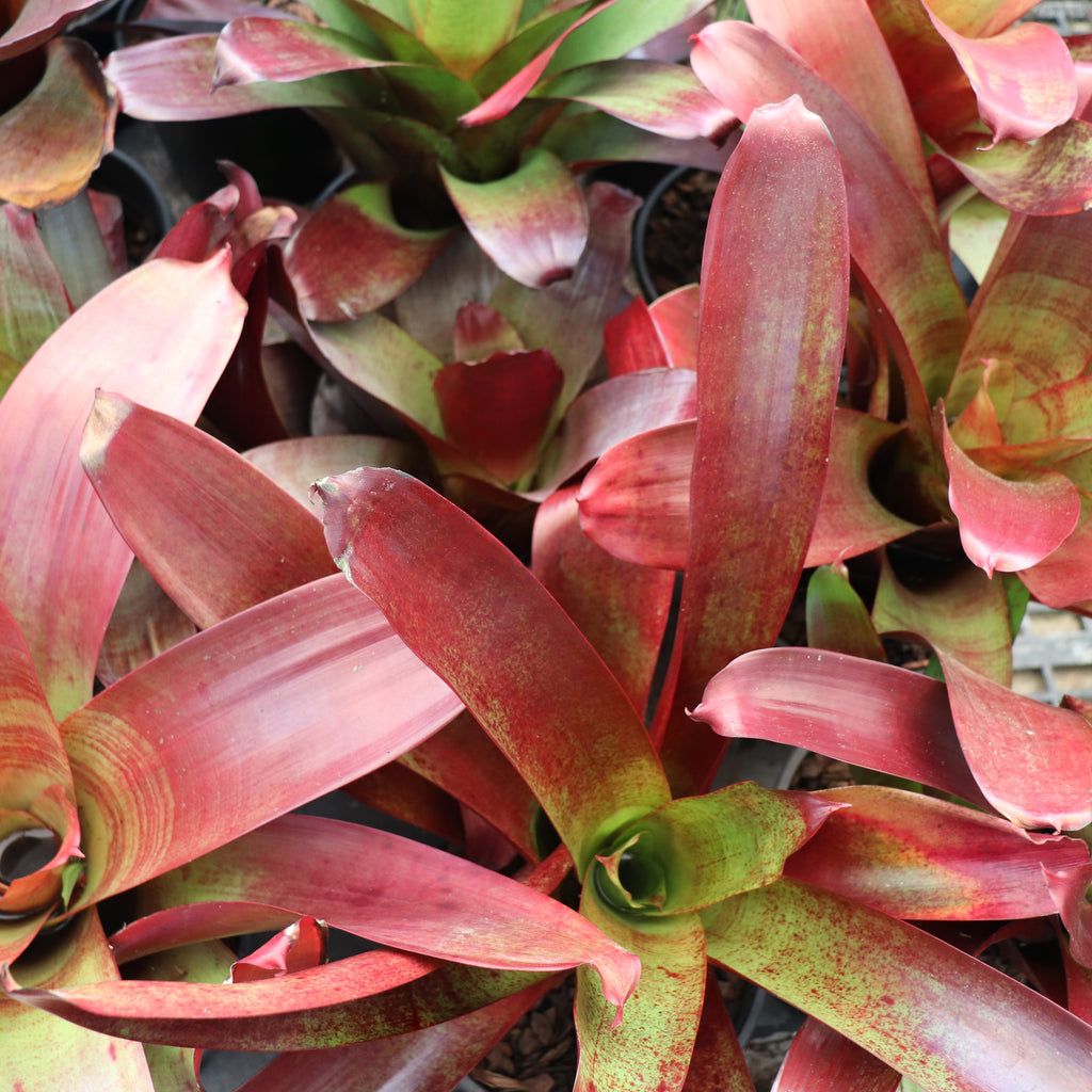 Alcantarea imperialis Rubra Image