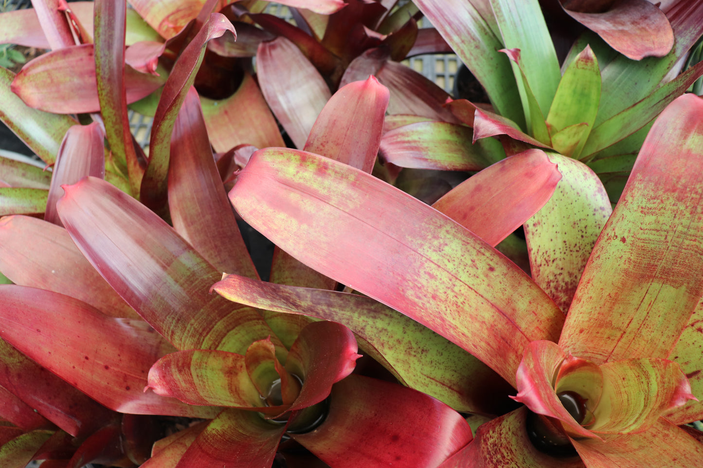 Alcantarea imperialis Rubra 2