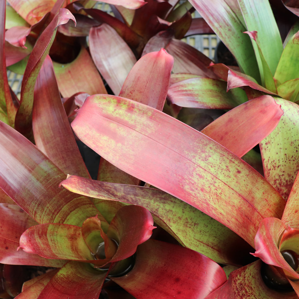 Alcantarea imperialis Rubra Image