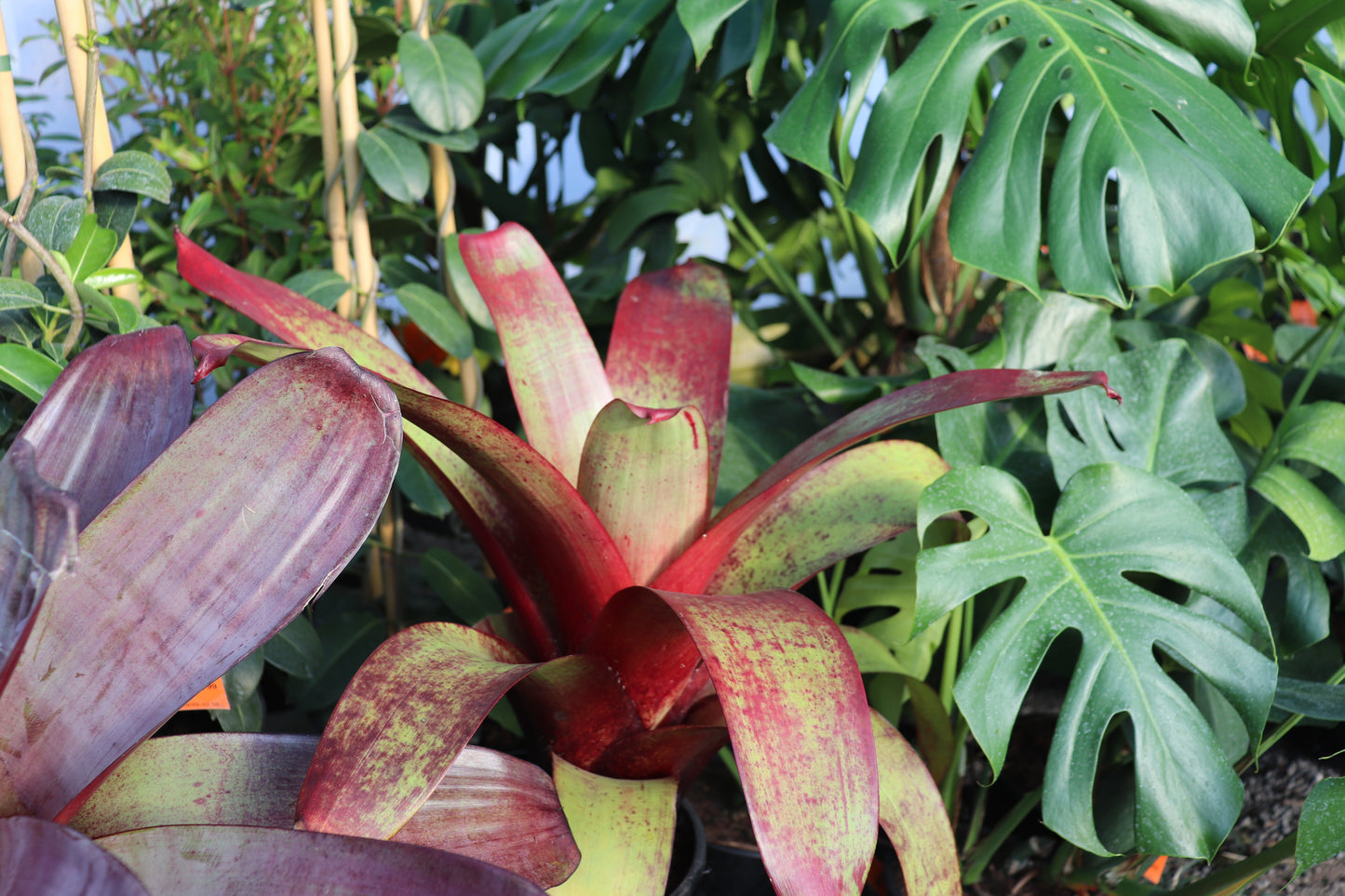 Alcantarea imperialis Rubra 3