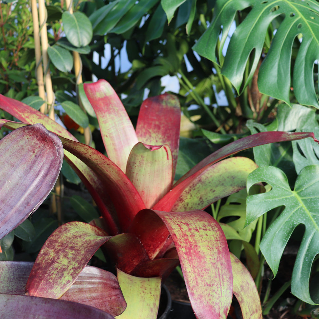Alcantarea imperialis Rubra Image