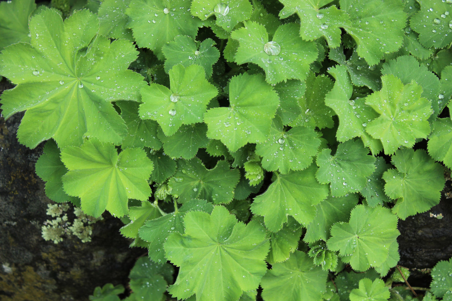 Alchemilla mollis