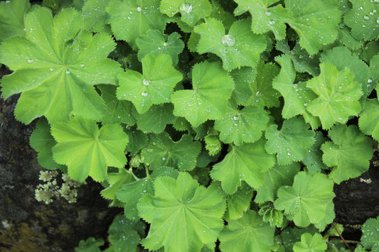 Alchemilla mollis