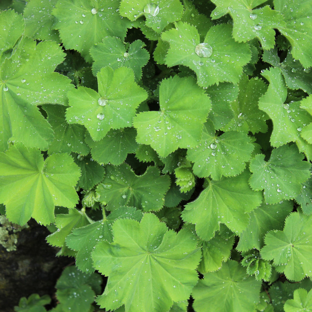 Alchemilla mollis Image